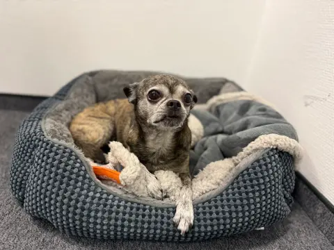 Bürohund Cooper liegt in seinem Körbchen