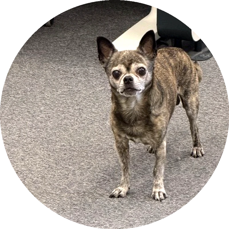 Porträt von Cooper, dem Bürohund von netzwerkfähig